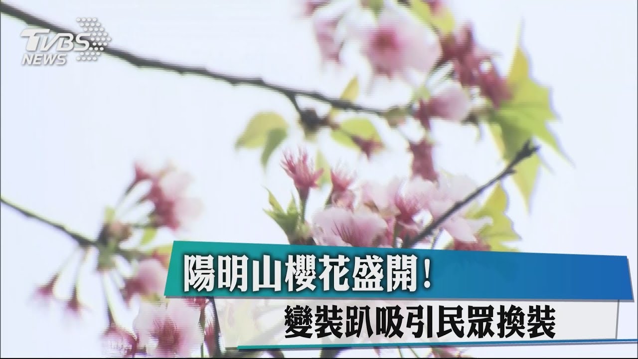 陽明山櫻花盛開! 變裝趴吸引民眾換裝