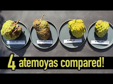 Atemoya comparison - giant atis vs african pride vs pinks mammoth vs giant