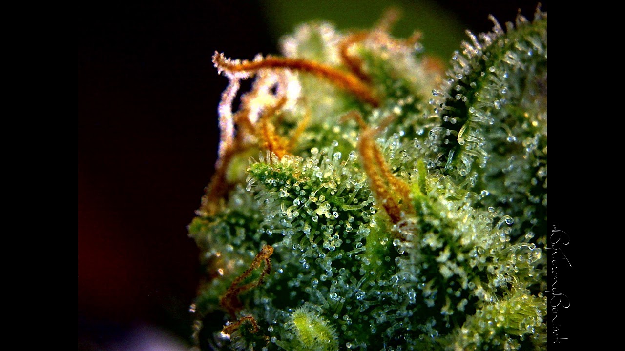Video: Zoetic Taylor Farm trichomes 092819 ByJeremyBenisek
