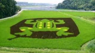 Rice Field Art Video