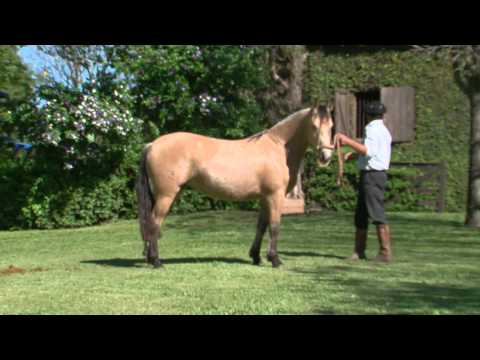 Urdidura do Infinito [Remate Vaquero 2013]