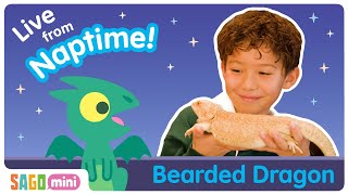 Sago Mini Live from Naptime! Leo & Jumpy the Bearded Dragon