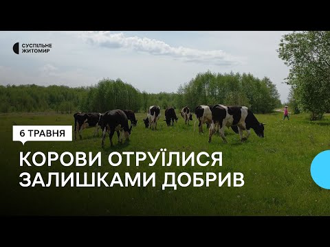 ​На Житомирщині п'ять корів отруїлися залишками добрив, двоє з них загинули
