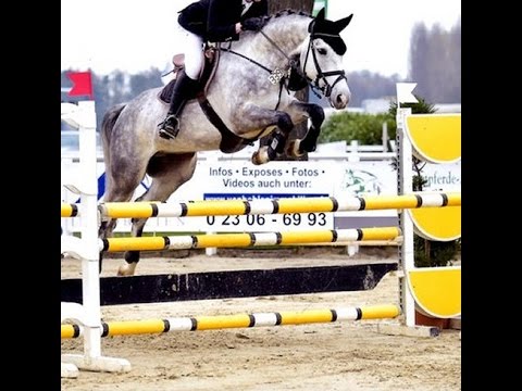 2010 Westfalian top jumping gelding Cornet line qualified for Warendorf