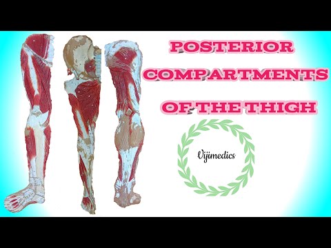 Muscles of thigh part 2 - posterior compartment| in Tamil| @vijimedics