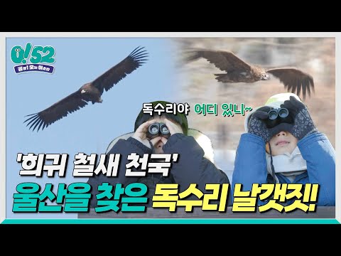 [생방송 0!52] '희귀 철새 천국’ 울산을 찾은 독수리 날갯짓!