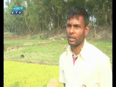 রংপুরে শুরু হয়েছে বোরো রোপণ