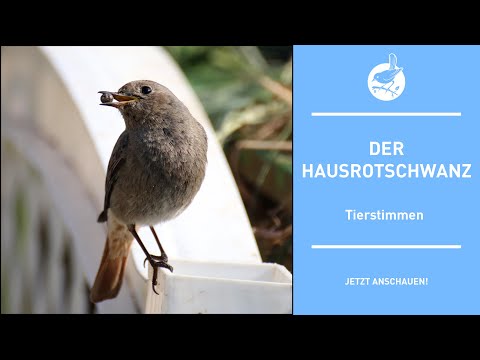 Žltochvost domový — mestský biotop a fly-catching