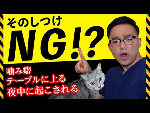 猫の叱り方