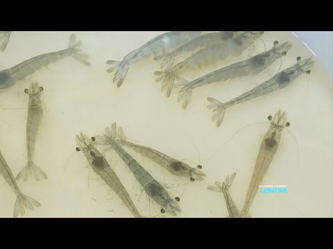 Glitschiges Hobby - Kremstaler halten 17.000 Haustiere