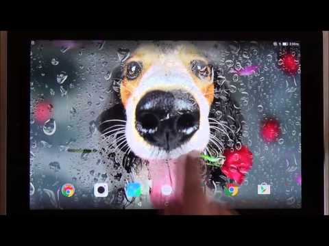 Animals Cute Live Wallpaper Video