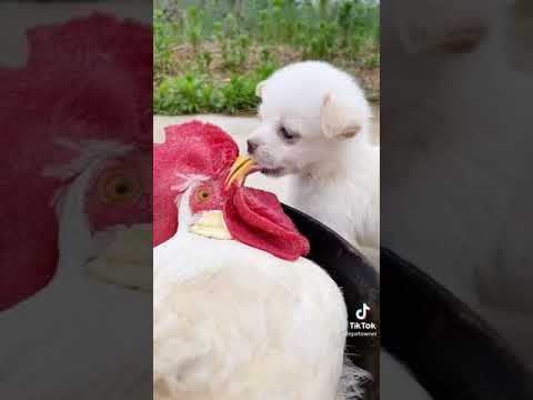 mohamed bel fakih avec fatima tabaamrant / tanddamt