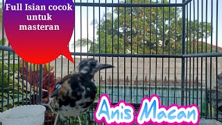 Download lagu Anis Macan Gacor  Di Jamin Anis Macet langsung Bunyi mp3