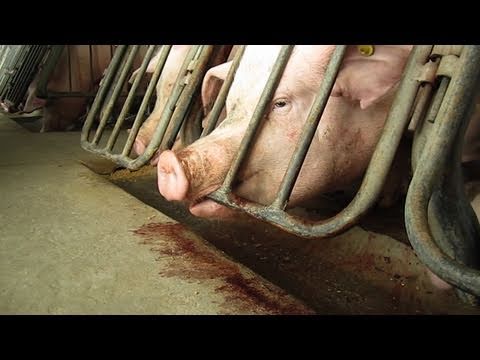 スミスフィールド食品での潜入捜査（2012年ウェビー賞受賞 (Undercover at Smithfield Foods (2012 Webby Award Winner))