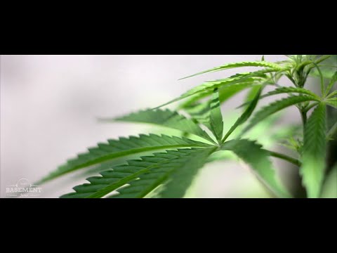 Electric Mahadev Festival 2015 Promo Film , Parvati Valley | The Basement Jams