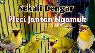 Download lagu Suara Pleci betina Ribut Perangsang Bunyi mp3 Download lagu Suara Pleci betina Ribut Perangsang Bunyi mp3