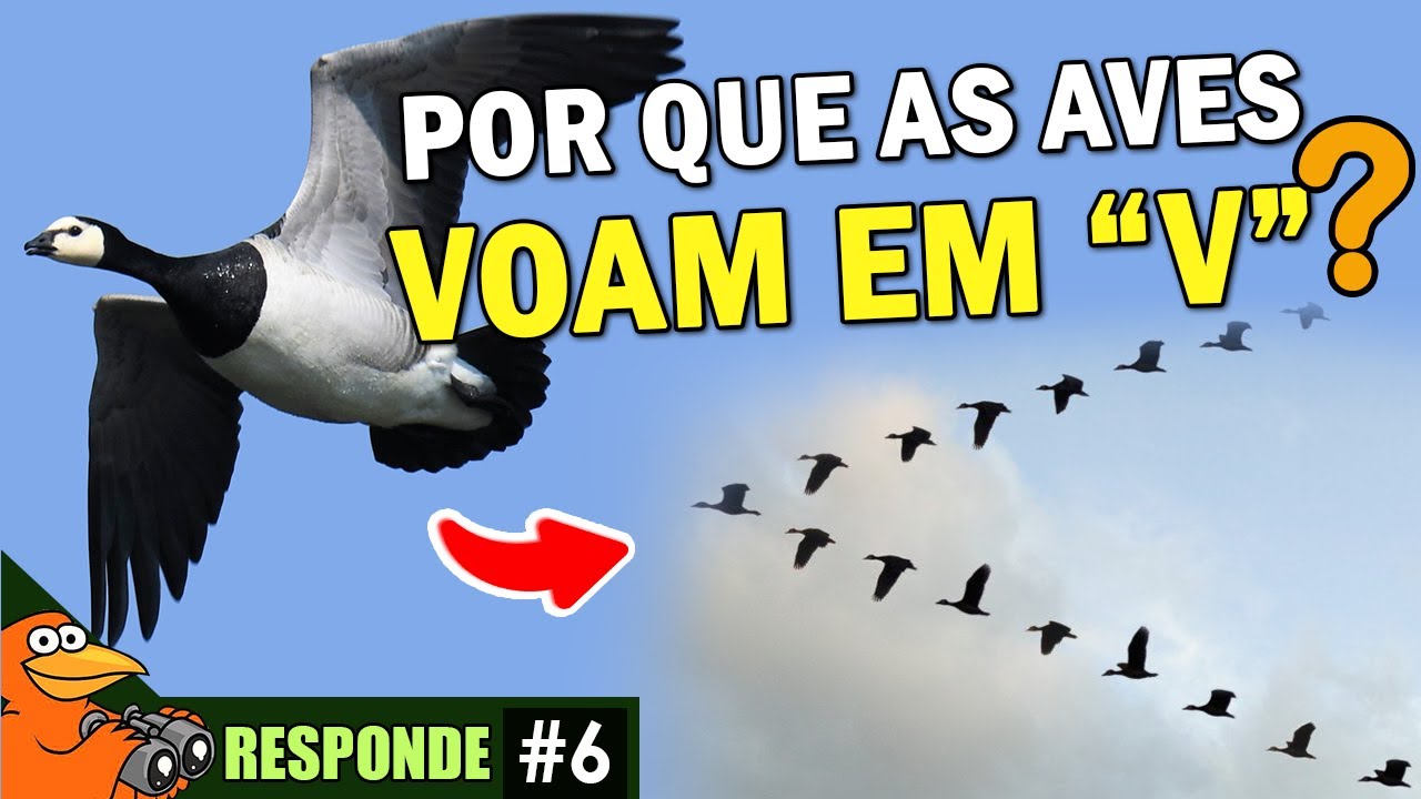 Por que AVES VOAM EM "V"? Ave MAIS RÁPIDA? ORNITOLOGO RESPONDE #6