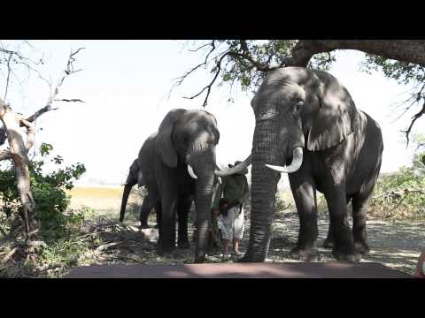 Elephant Sound Demonstration