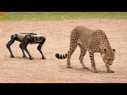 When the robot dog sneaks up behind the cheetah... disaster strikes!