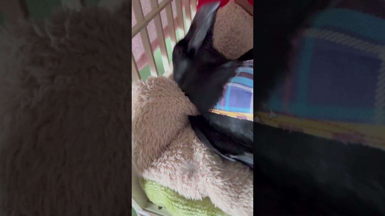 足ジタバタ♪自分で仰向けになって寝るカラスのクッピ寝室紹介♪BGMキジバト、ギンバト 2026/3/23撮影 KUPPI the Crowカラスのクッピ #カラス  #birds #癒し #かわいい