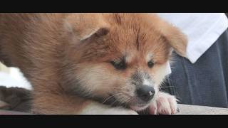じいちゃんの秋田犬【大家族編】#59　かけがえのない時間