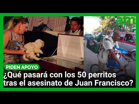 ¿Qué pasará con los 50 perritos tras el asesinato de Juan Francisco? Vecinos piden apoyo