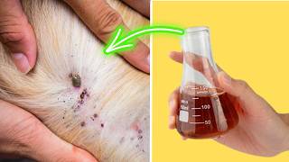 How to Keep Fleas and Ticks Off Your Pet Forever — No Chemicals, No Vet Bills