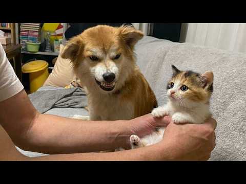 Funny Dogs & Cats Compilation 2026 - Funniest Pet Fails That Will Make You Laugh All Day