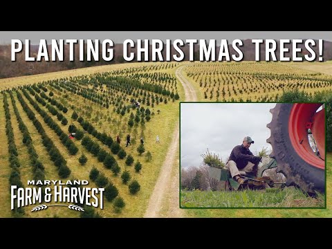 See a Farmer Plant Christmas Trees! 🎄  |  MD F&H