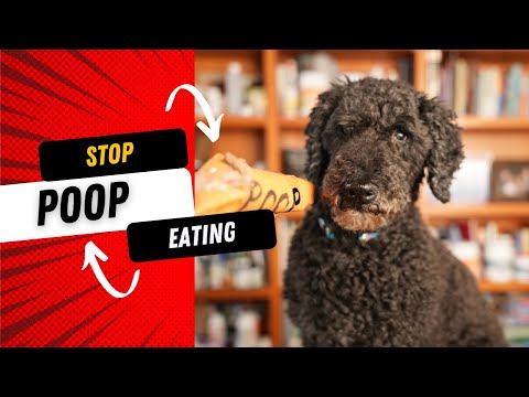 Stop Your Dog from Eating Poop (Coprophagia) : New Remedies