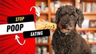 Stop Your Dog from Eating Poop (Coprophagia) : New Remedies
