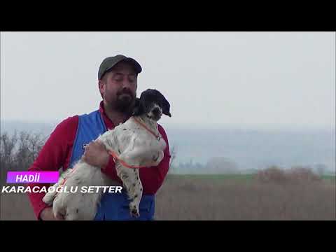 Karacaoğlu setter eğitimlere devam