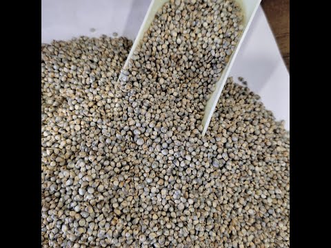 Indian pearl green millet for human consumption, gluten free