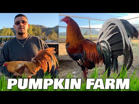 Big Farm California PUMPKIN FARM | Andres and Frank Brizuela | Beautiful Birds