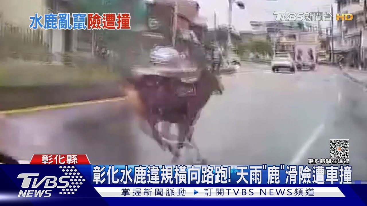 彰化水鹿違規橫向路跑! 天雨「鹿」滑險遭車撞