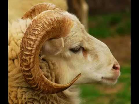 الكبش يدور الكبش يدور وڨرونو نطاحة