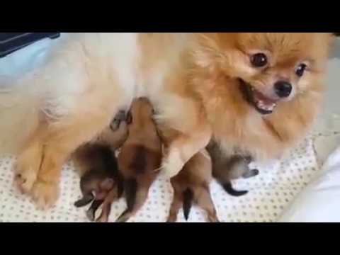 Dwarf German Spitz - Pomeranian: Newborn Babies!