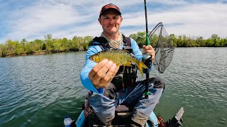 Watch BIG Shiners Get DEVOURED By HUGE Catfish