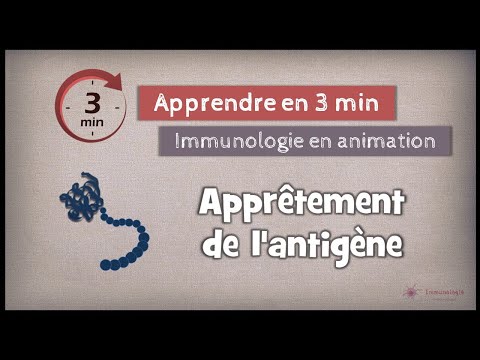Processing of protein antigens