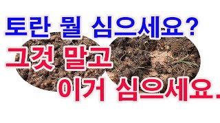 토란 뭘 심으세요? 그것 말고 이거 심으세요 (토란 재배, 토란 종구 선택, 토란 종구 보관, 토란 모종내기…