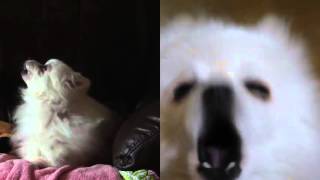 Yontoo How to Get Gabe (Antwood Planet Mu)