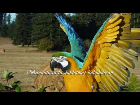 BANNATIRAN (ILOCANO SONG w/LYRICS)