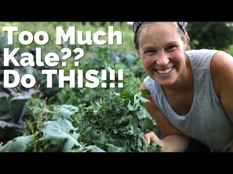 The Best Way to Preserve Kale to Eat All Year Round | How to Make Kale Powder | Garden Preservation