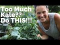 The Best Way To Preserve Kale To Eat All Year Round How To Make Kale Powder Garden Preservation
