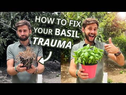 How to save your Basil Plant : Growing Basil, Harvesting & Plant Care tips