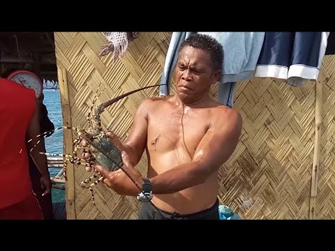 Spiny lobster farming || People at work part 7 || Family business