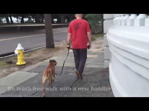 Hana Elite K9 Board & Train