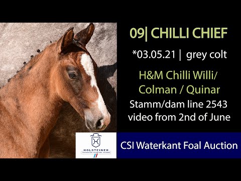 Holsteiner Fohlenauktion beim CSI Hof Waterkant | Nr. 09 HF Chilli Chief