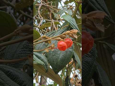 Ecuador Hummingbirds & Melastome Pollination Secrets