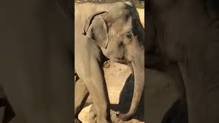 Elephant walking near my place!